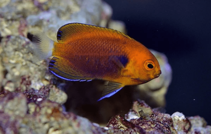 Fisher’s Angelfish