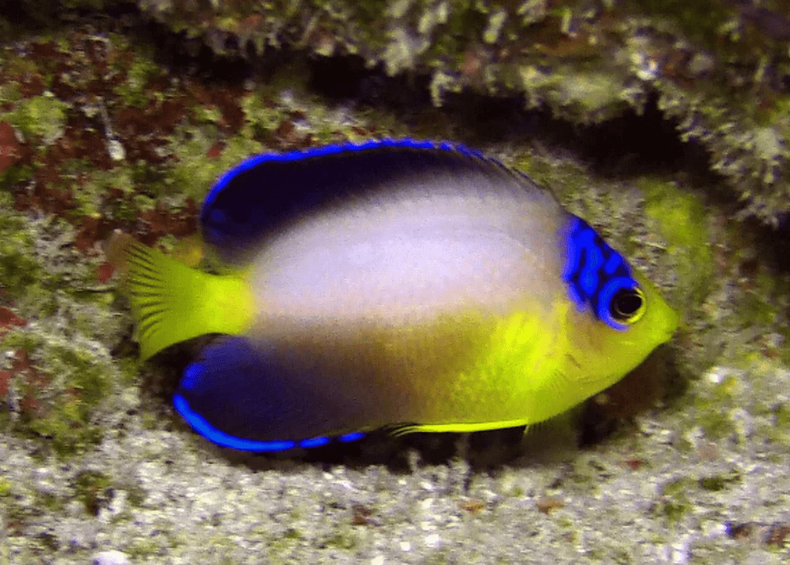 Pearlback Angelfish