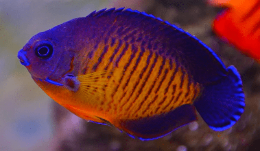 Peixe Angel Coral Beauty