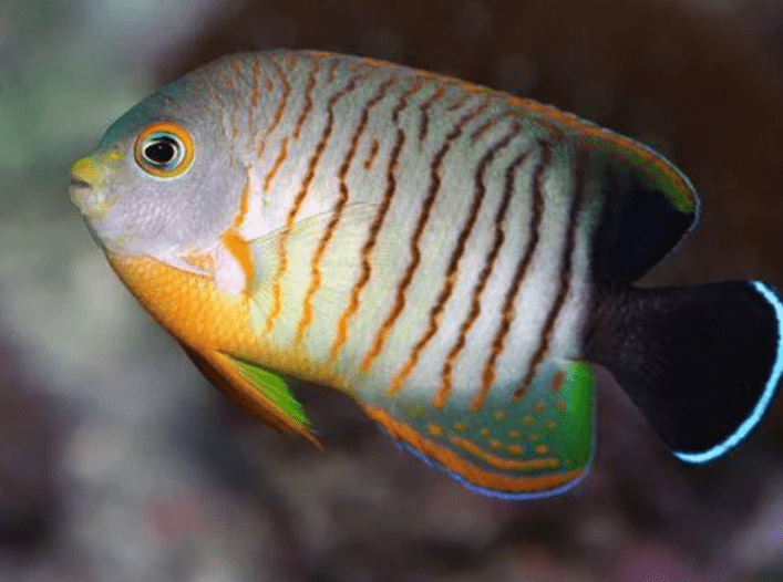 Peixe Angel Orangelined ou Eibl’s