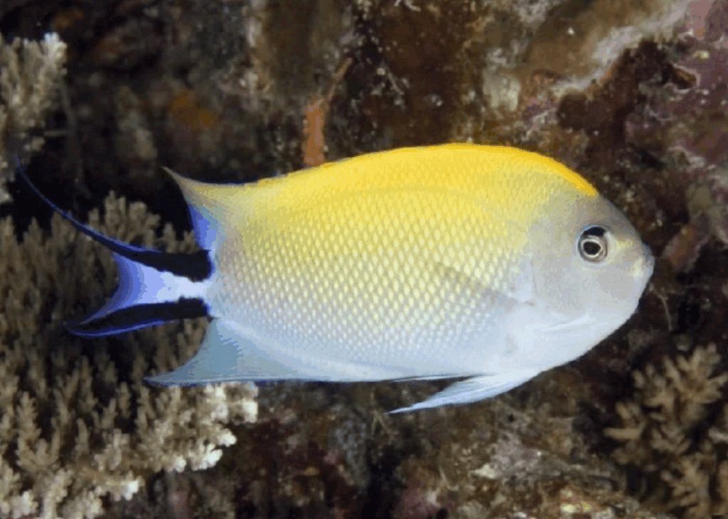 Peixe Angel Swallowtail