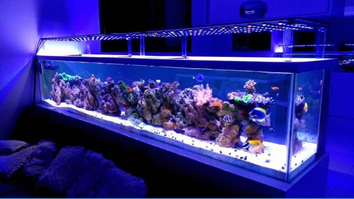 Kit LED 3W para Luminária Aquário Marinho Corais