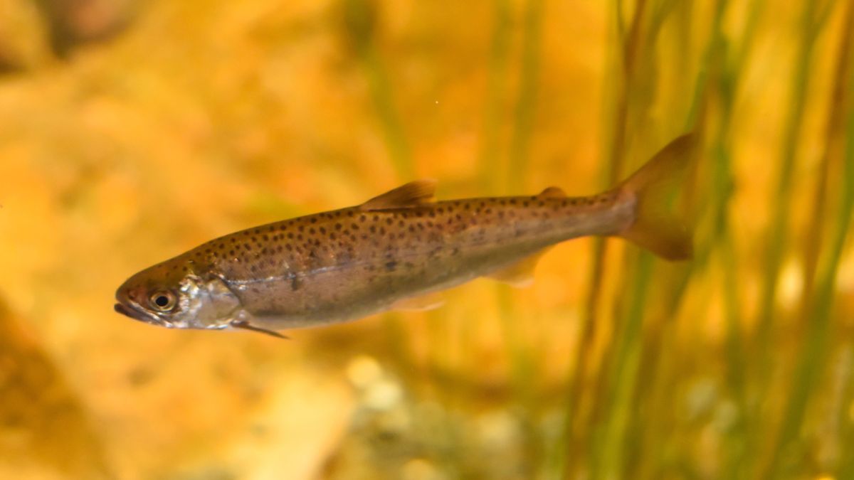 Ciclo de Vida do Peixe