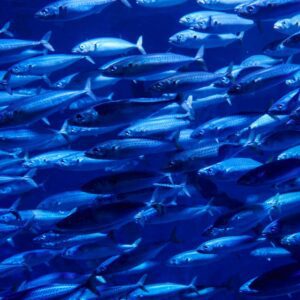 Os peixes Espada são fáceis de reproduzir em cativeiro?