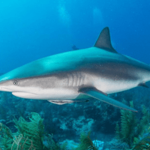 Cação peixe: Características, Habitat e Diferenças entre as Espécies! 