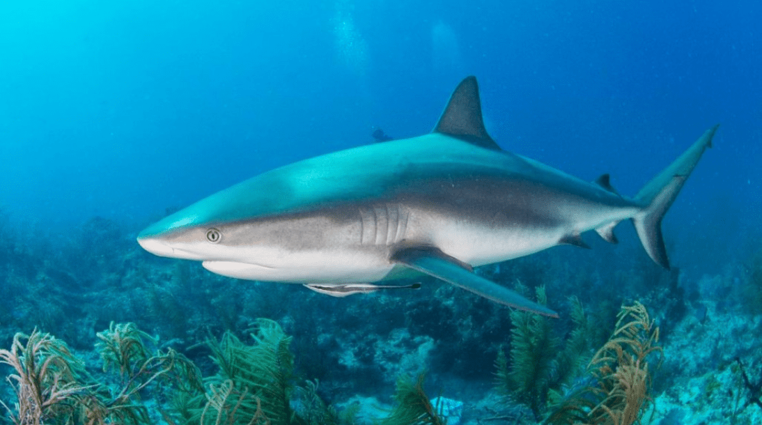 Cação peixe Características, Habitat e Diferenças entre as Espécies!