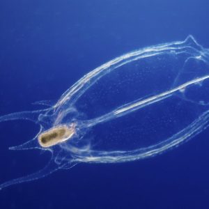 Holoplâncton: O Que É e Sua Vital Importância nos Oceanos!