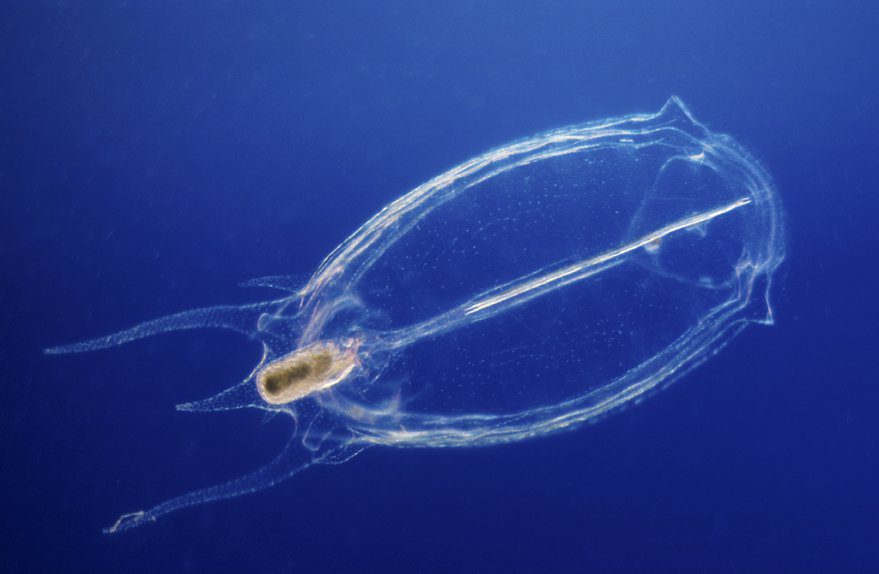 Holoplâncton O Que É e Sua Vital Importância nos Oceanos!