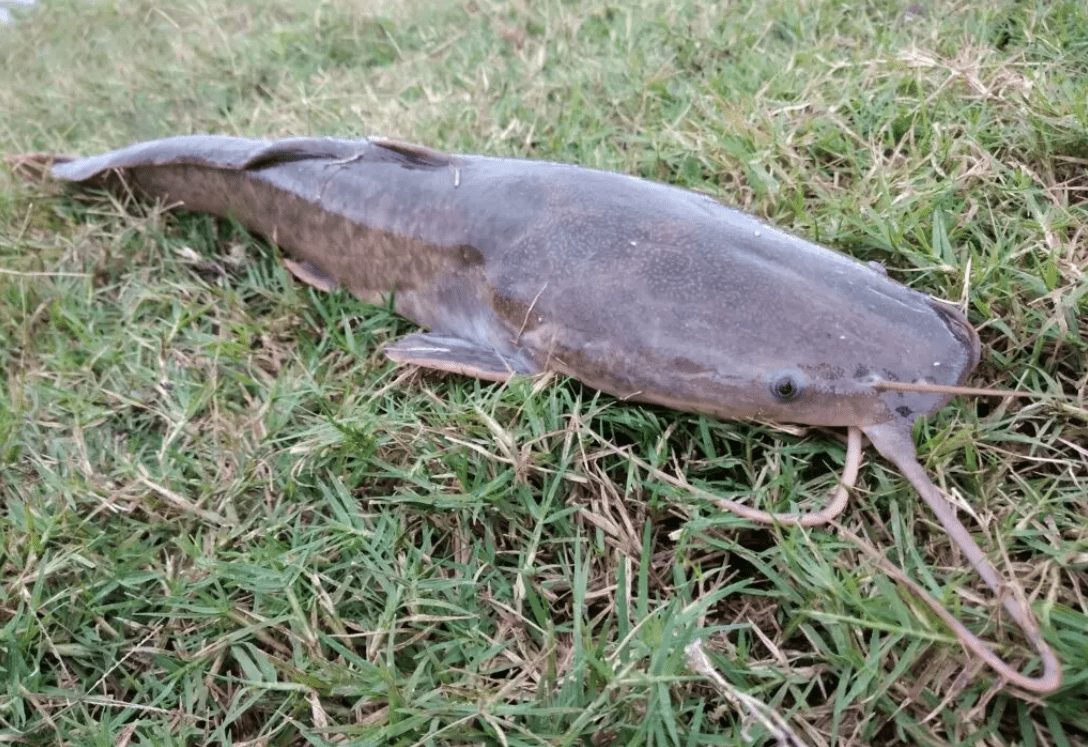 Peixe bagre Conheça as Várias Espécies e Suas Particularidades!