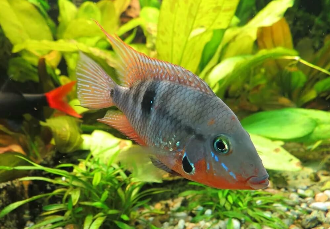 Peixe boca de fogo Beleza e Temperamento no Aquário Comunitário!