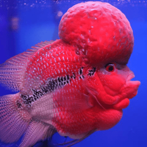 Peixe cabeçudo: Tudo Sobre Essa Espécie e Seus Hábitos! 