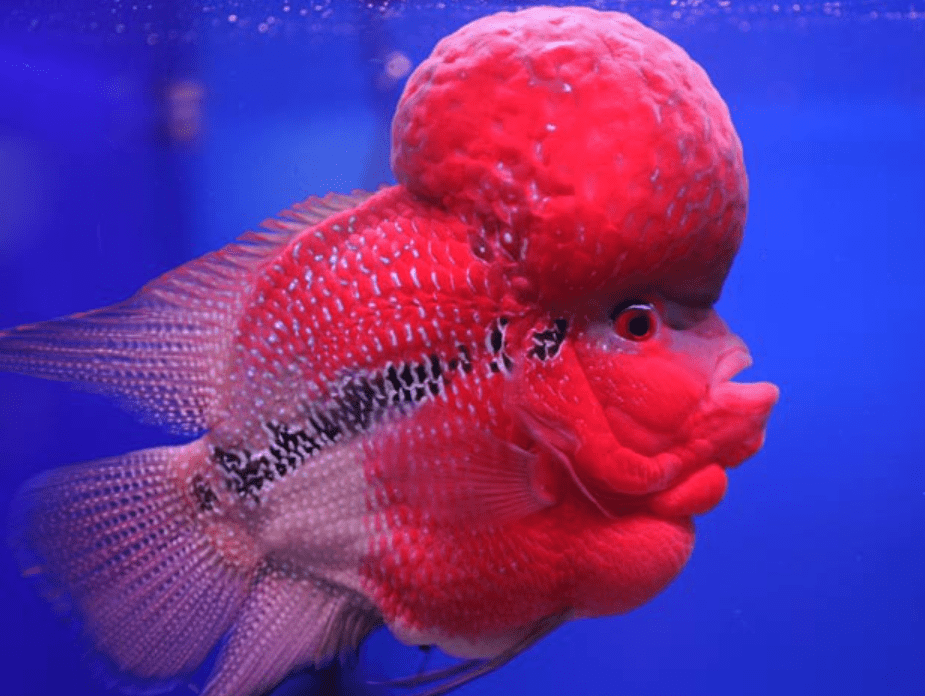 Peixe cabeçudo: Tudo Sobre Essa Espécie e Seus Hábitos!