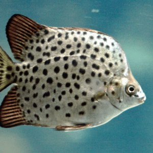 Peixe louro: Conheça Essa Espécie Exótica e Seus Mistérios!