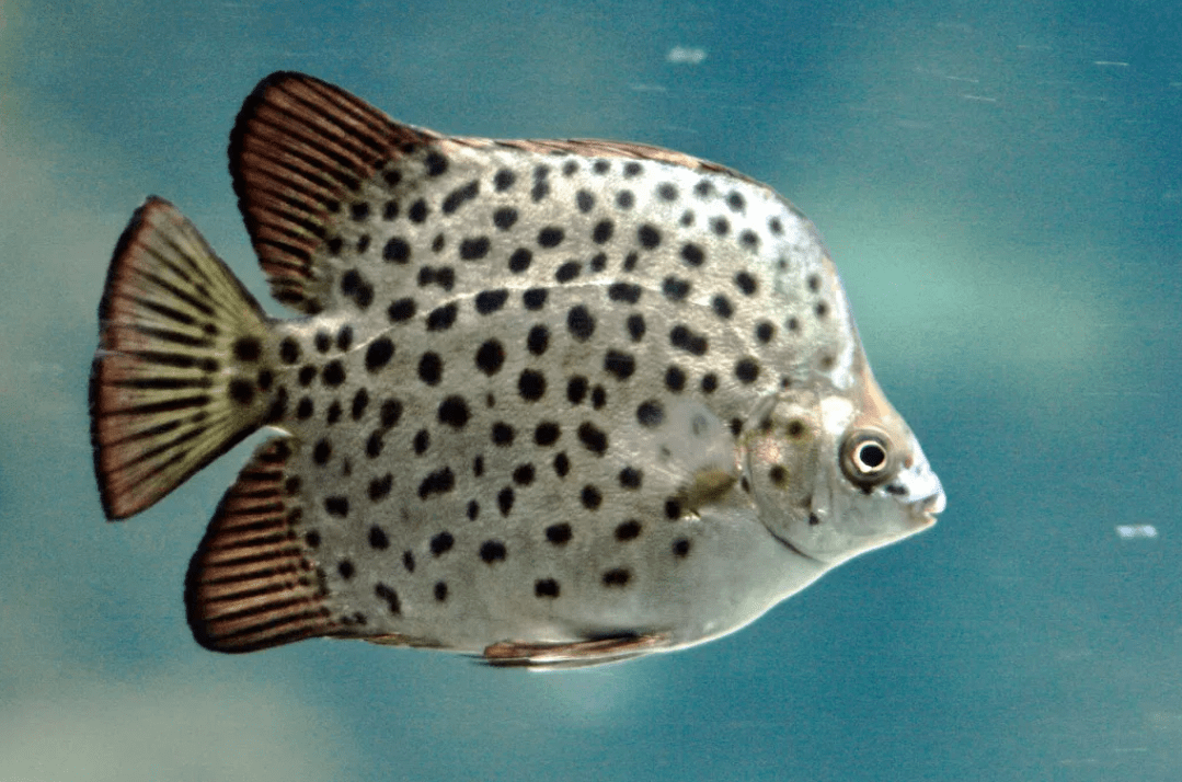 Peixe louro Conheça Essa Espécie Exótica e Seus Mistérios! 