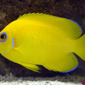 Peixe Anjo: Conheça 10 espécies mais Seguras para Aquário com Corais!