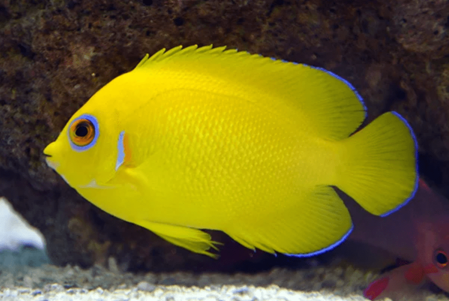 Peixe Anjo Lemonpeel