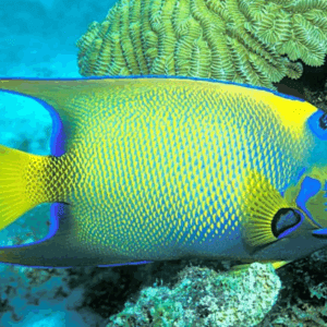 Angelfish: O Peixe Anjo para Aquário, Guia de Cuidados Essenciais!