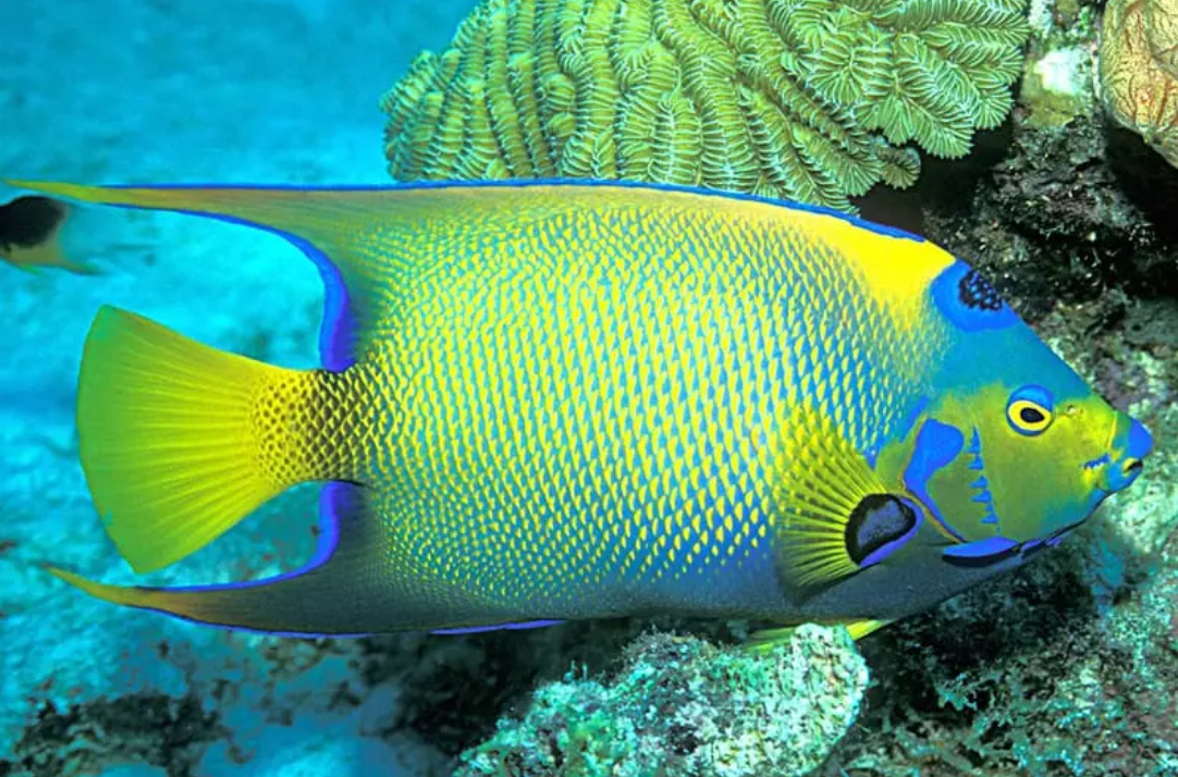 Angelfish O Peixe Anjo para Aquário, Guia de Cuidados Essenciais!