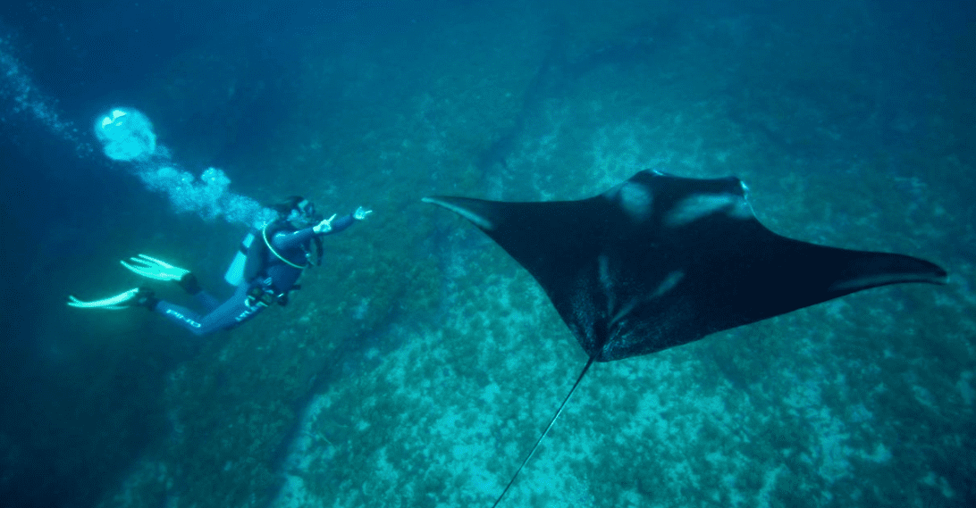 Distribuição Geográfica da Raia Manta Os Melhores Locais para Observação! 