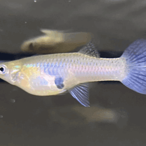 Gupy Selvagem: Conheça as Origens e Características Desse Peixe Popular!