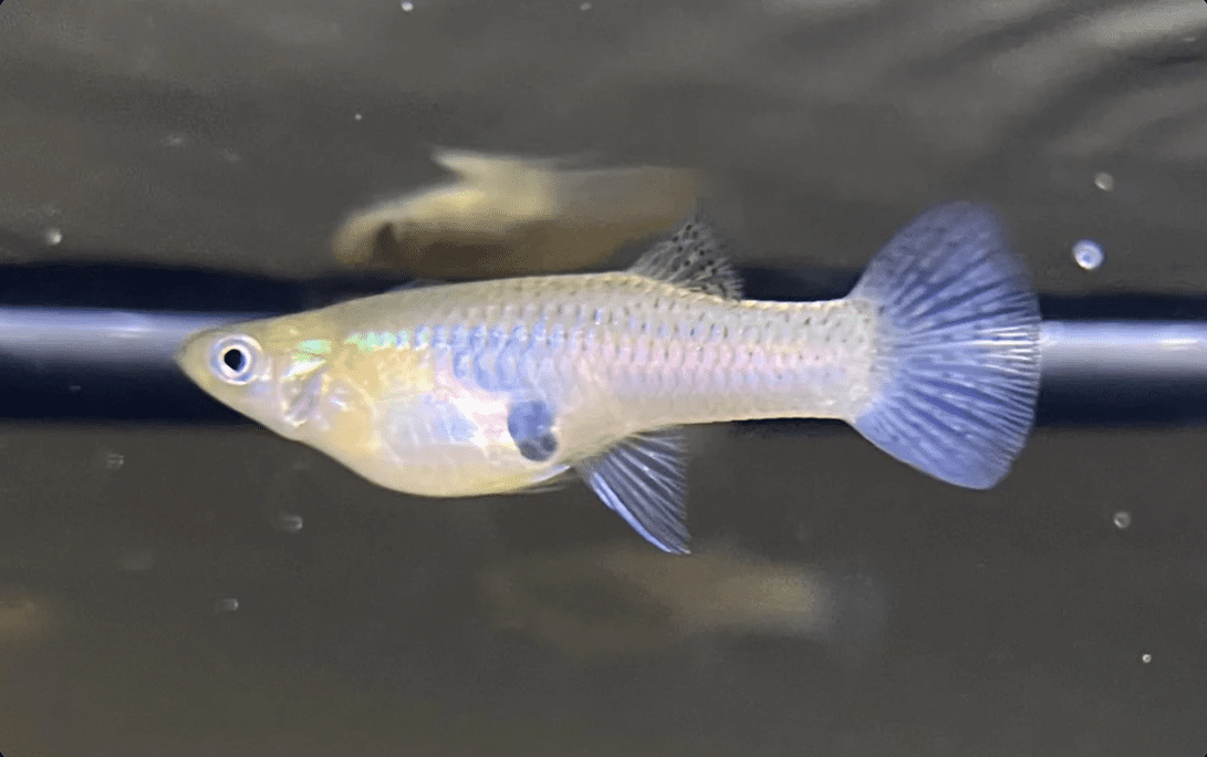 Gupy Selvagem Conheça as Origens e Características Desse Peixe Popular! 