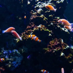O peixe Anjo pode viver com outras espécies em um aquário comunitário?