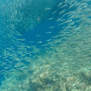 O peixe Aruanã pode conviver com outras espécies em um aquário grande?