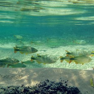 O peixe Plati pode viver em aquários pequenos?