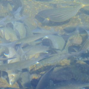 Por que não se deve colocar dois peixes Betta machos no mesmo aquário?