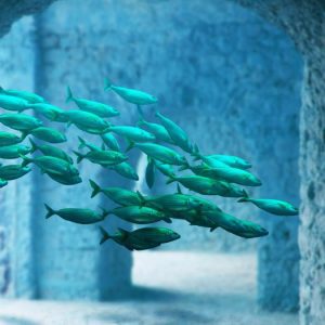 Por que os Guppies são considerados ideais para iniciantes no aquarismo?