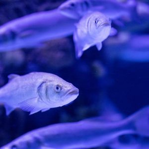 Quais cuidados são necessários para manter um peixe Anjo saudável?