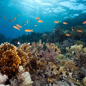 Quais são as espécies de Tetras ideais para tanques comunitários tropicais?