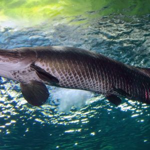 Quais são os ciclídeos do Novo Mundo mais populares entre aquaristas?