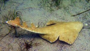 Peixe anjo do mar: Tudo sobre essa espécie marinha