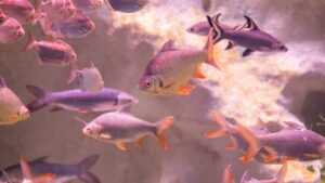 O peixe Anjo precisa de algum tipo específico de planta ou decoração no aquário?