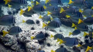 Qual o tamanho mínimo de cardume para os peixes Arco-Íris?