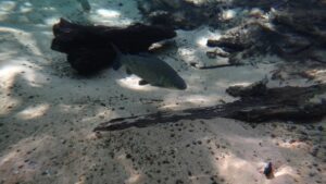 O que torna os peixes Arco-Íris tão populares entre aquaristas experientes?