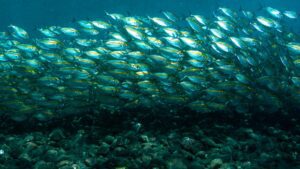 O peixe Killifish tem uma expectativa de vida curta em aquários?