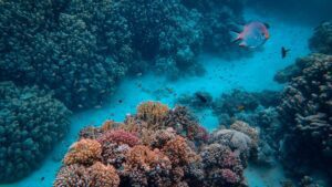 Quais são os principais sinais de estresse em peixes Disco?