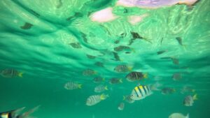 Tetras precisam de iluminação específica para realçar suas cores?