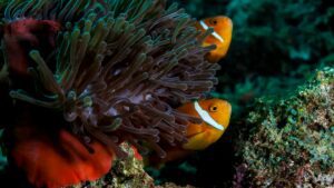 Como controlar a população de Guppies em um aquário doméstico?