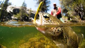 Quais são os principais predadores naturais dos peixes Arco-Íris em cativeiro?