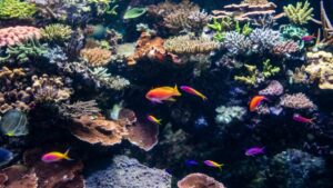 Os Gouramis podem desenvolver comportamento territorial?