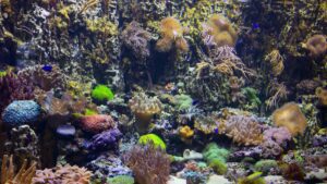 Os Gouramis precisam de acesso à superfície para respirar?
