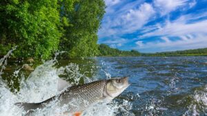 Como alimentar peixes-gato carnívoros sem prejudicar os outros peixes?