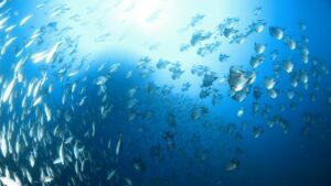 Qual o comportamento típico dos peixes Machado em aquários comunitários?