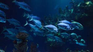 O tubarão arco-íris é agressivo com todos os peixes?