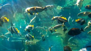 Qual o tamanho ideal de aquário para manter um peixe Betta?