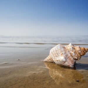 Caramujo marinho: Tipos, Habitat e Sua Importância Ecológica!