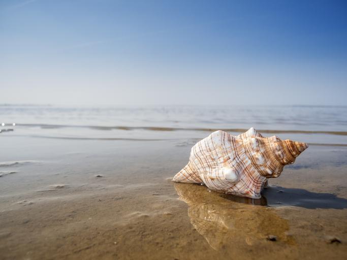 Caramujo marinho Tipos, Habitat e Sua Importância Ecológica!